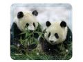 ALLSOP Panda Twins 
